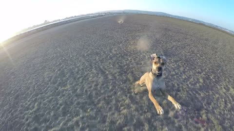 Dog chases drone all across the beach