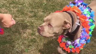 Animal Shelter Celebrates Dog Going Home After 500 Days