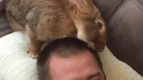 Giant Bunny Gives Owner A New Look And It's Beyond Hilarious