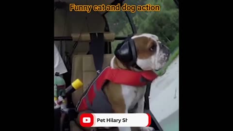 Fun with the Non-Stop Funniest Cat and Dog Video Funny animal video part-10 #shorts #short #viral
