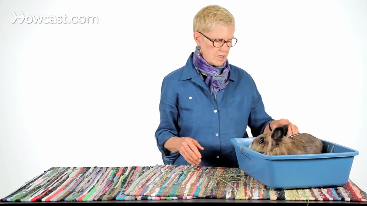 How to Determine a Rabbits Sex | Pet Rabbits