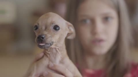 Portrait of pretty small girl hugging and kissing her small brown chihuahua dog close up