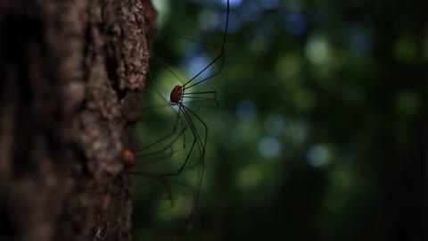 Beachfront B-Roll - Daddy LongLegs or Harvestman (Free to Use HD Stock Footage)