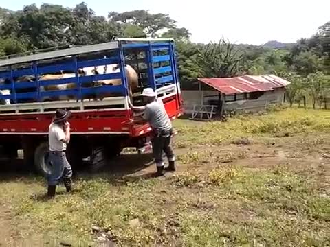 Downloading the Cattle