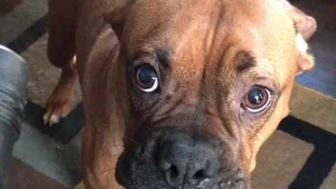 Dog Freaks Out Over Vacuum