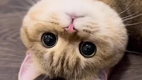 Most Cutest Cat of World | Persian Cat | Mommy Cat Crying