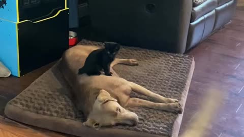Kitten Adorably Sits Right On Top Of Sleeping Dog