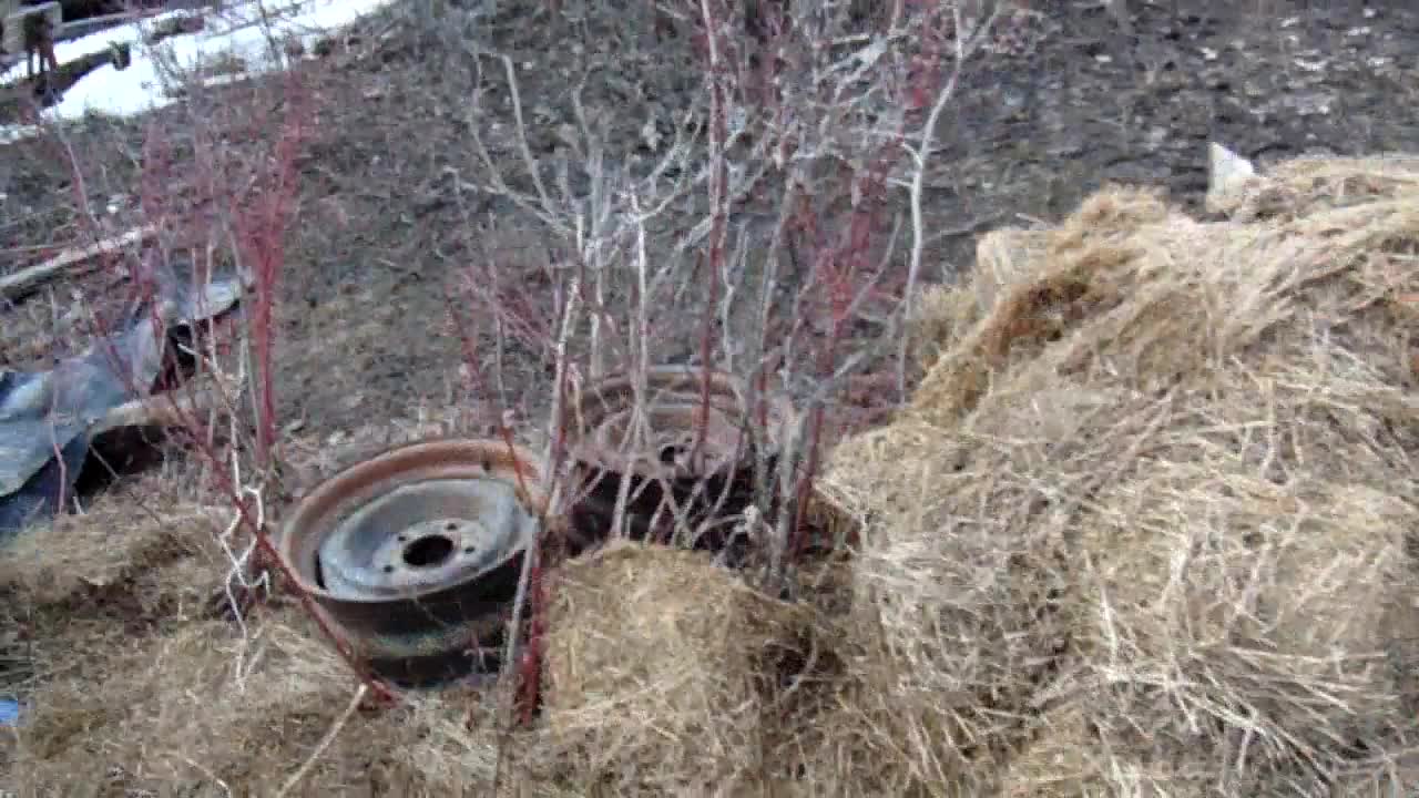 PArt 2 of Wintering bees outdoors in the far north, (Winnipegosis, Manitoba, Canada)