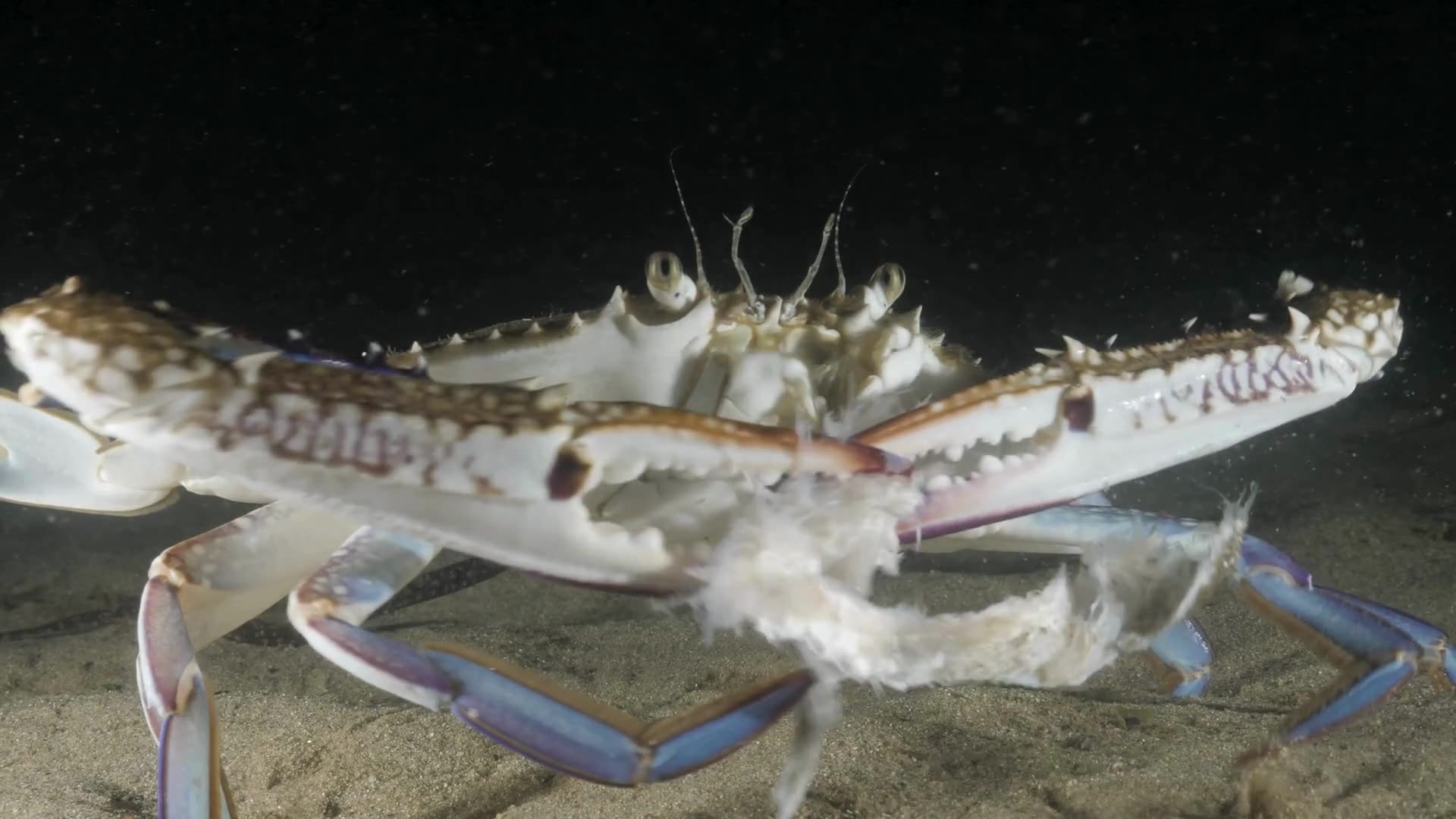 🦀 Rare Close-Up: Diver Witnesses Blue Swimmer Crabs Epic Fish Feast 🐟