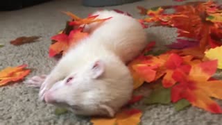 Happy Harvest from Snowball