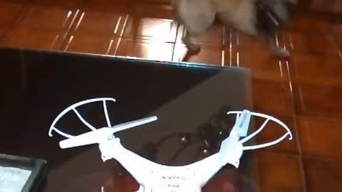Confused dog thinks she's a drone