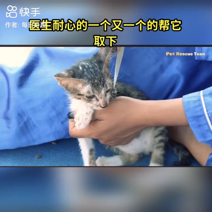 Rescued a beautiful cat | please help animals
