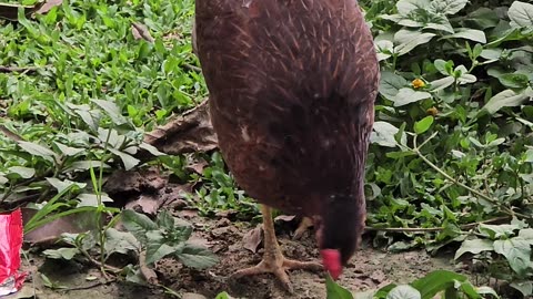 A charming children’s book where a wise old rooster challenges the farm animals with riddles.