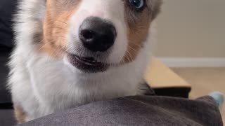 Doggo Has Huge Dislike of Sneezing