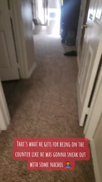 Cat gets stuck in plastic bag, chaos ensues