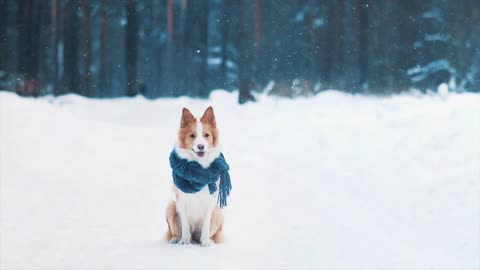 Portrait of adorable cute border collie dog in scarf outdoors in winer snowy forest