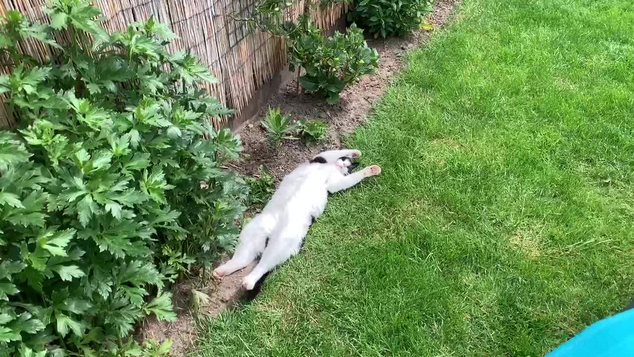 Youll never be as relaxed as this cat right here