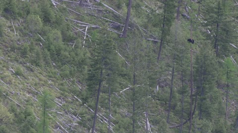 Mama Bear Races to Defend her Cub Against Other Bear