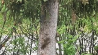 Squirrels Playing Tag Around a Tree