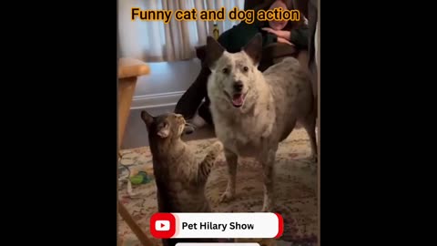 Fun with the Non-Stop Funniest Cat and Dog Video Funny animal video part-12 #shorts #short #viral