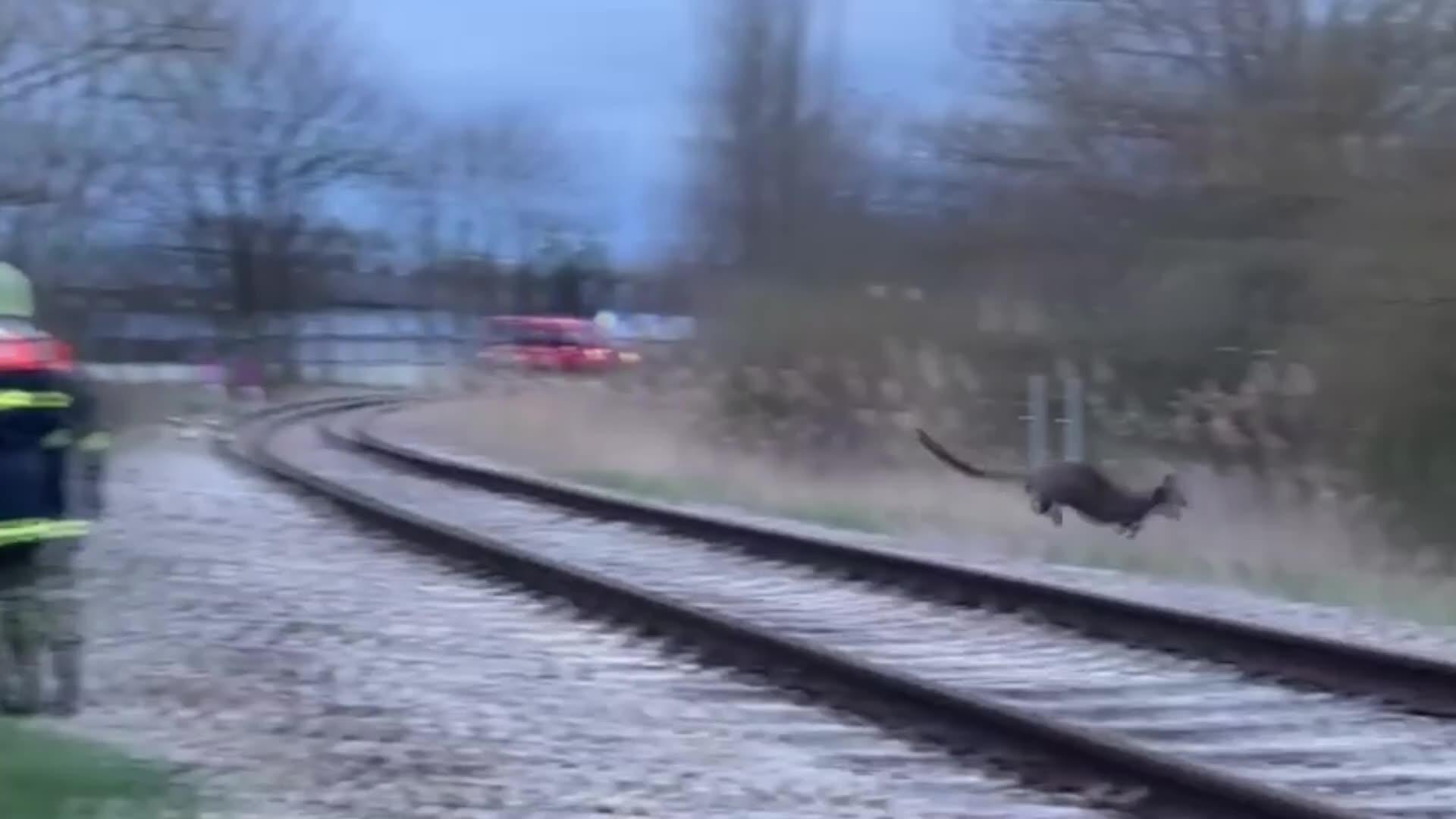JOKES ON ROO: Wallaby On The Loose Hops It When Austrian Firefighters Try To Catch It