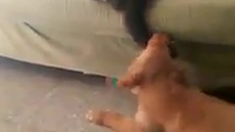 Cat Slaps Dog's Face Like She’s Playing The Fruit Ninja Game