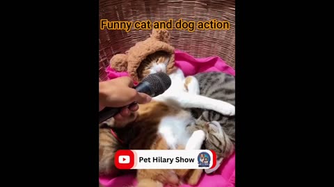 New Funny Animals 😄 Funniest Cats and Dogs 2024 😹🐶 Part 2