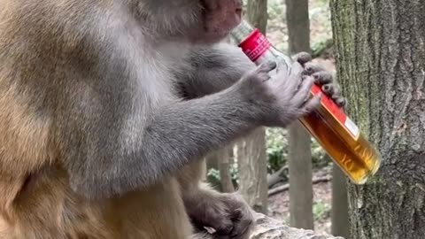 The monkey opened the bottle and started drinking - a unique sight!🦧🙈