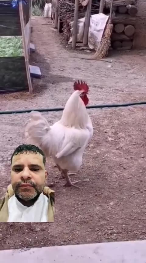 Funny videos new Laugh with the rooster#rooster #dog#viralhits
