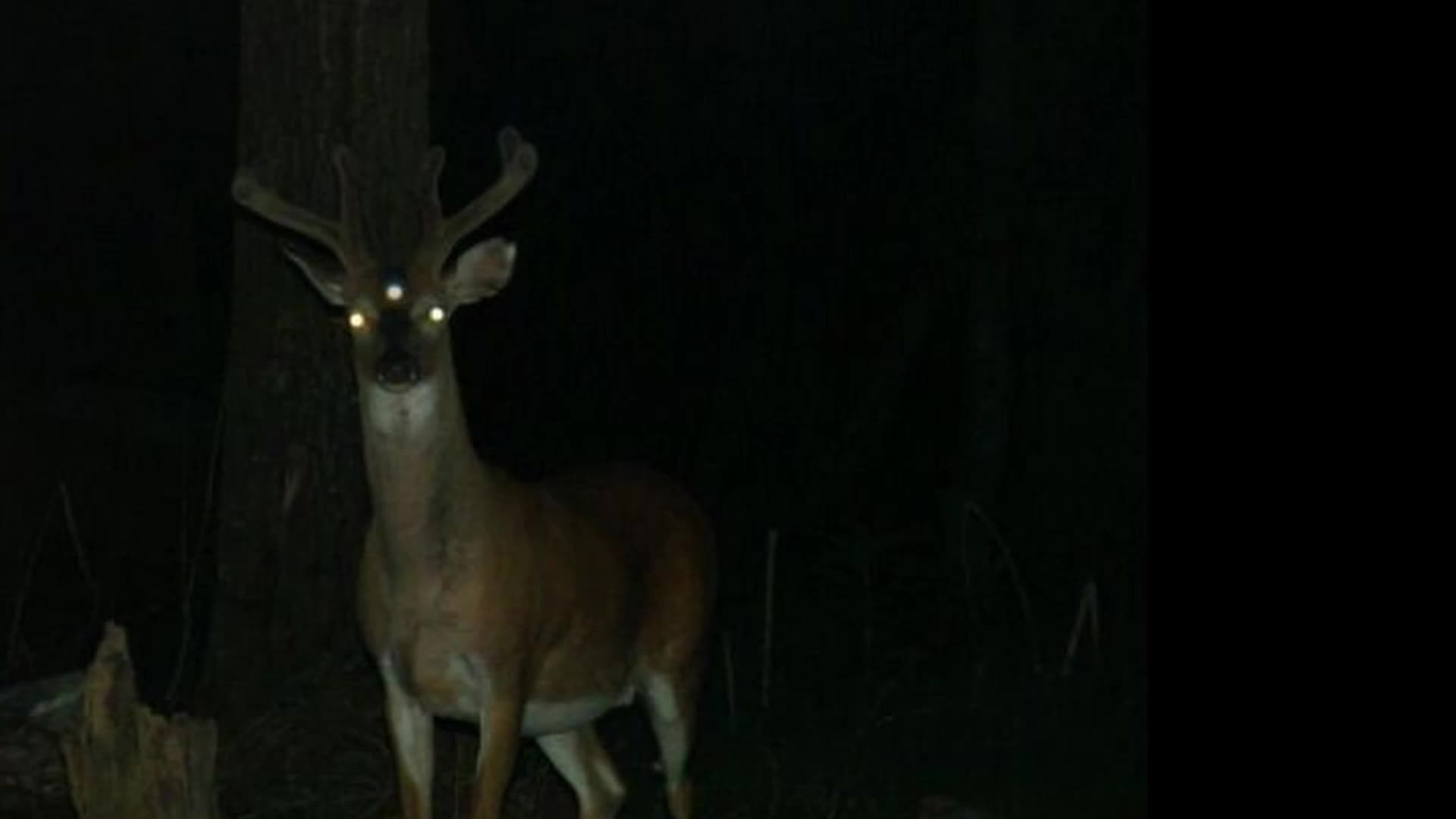 Sleepy Hollow New Yorks Screaming Not Deer