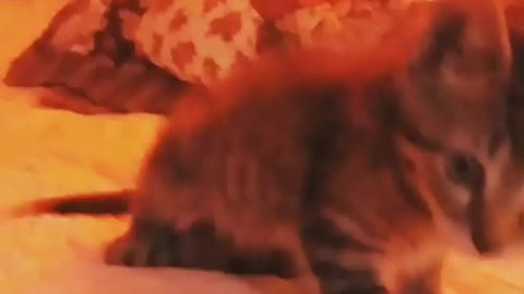 This Adorable Kitten Sneezes Himself Right Off The Bed