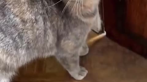 Cat video cat 😺 cat viral cat video meau cat video cat reel viral cat video