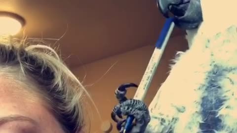 Spoiled Parrot Uses Pen To Play The Drums On Owner’s Head