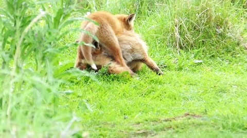 Baby fox with mom,# foxes baby cute,# lovely little fox 🦊.