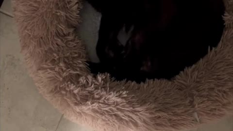 Adopting a Cat from a Shelter Vlog - Precious Piper Looks So Cute in Her Bed at Night #shorts