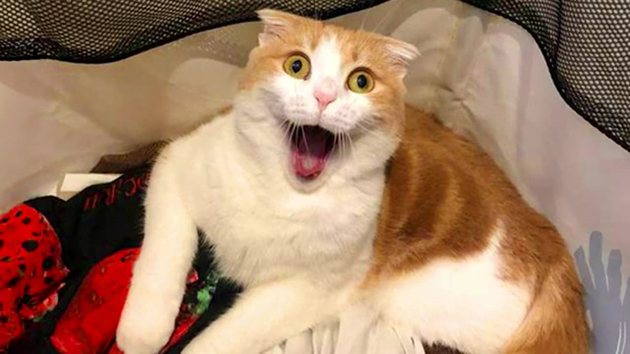 The Worlds FUNNIEST CATS Are Hear. 😇😁😄. Funny Animal Videos2024.