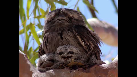 Tawney Frogmouth and chicks as they Grow