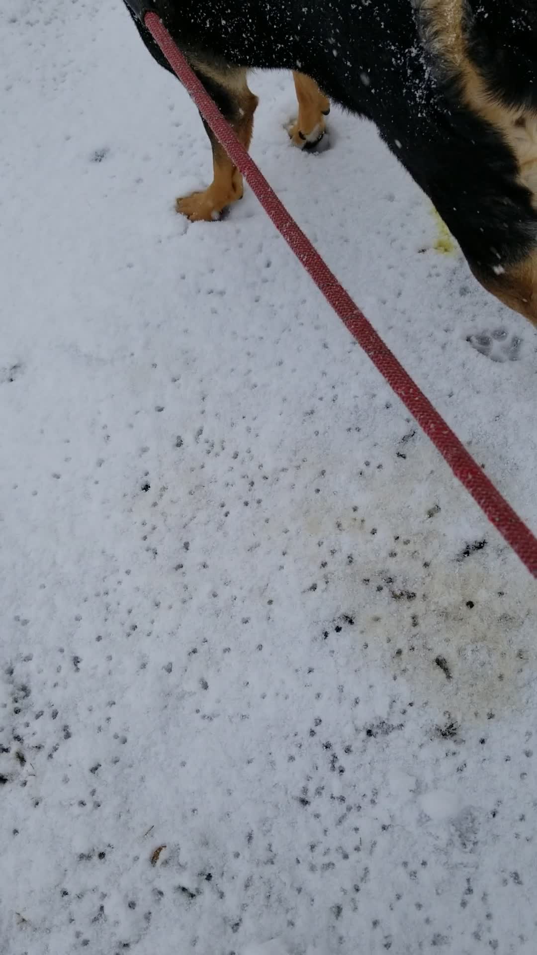 Snow Here!