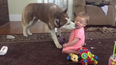 Playful Siberian Husky gives baby loving kisses
