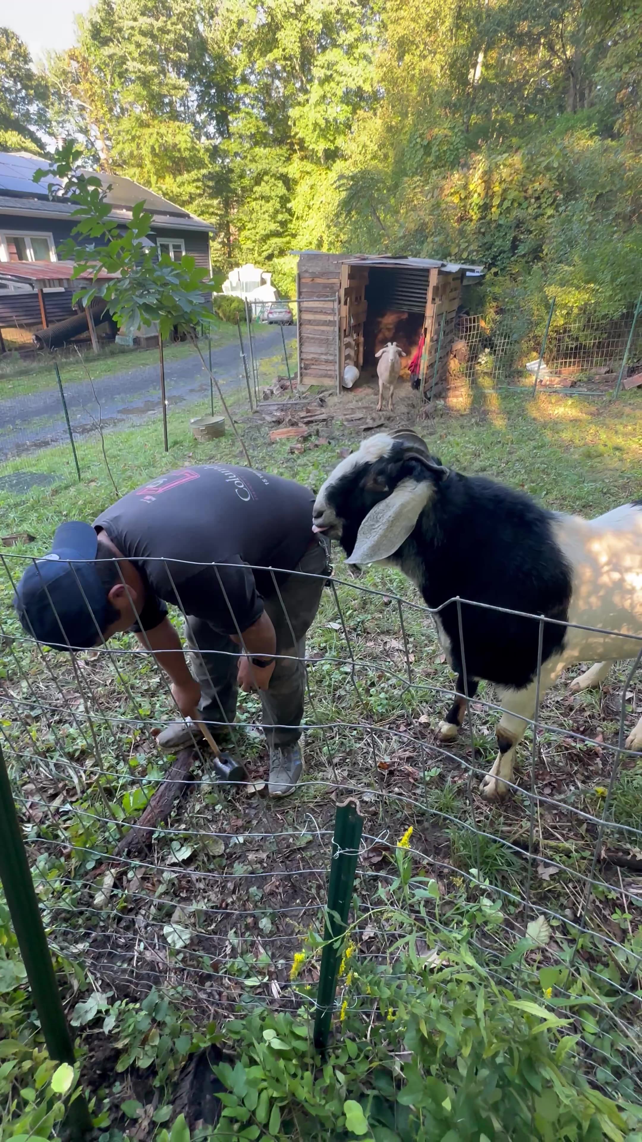 Goat Flirts To Prevent Fence