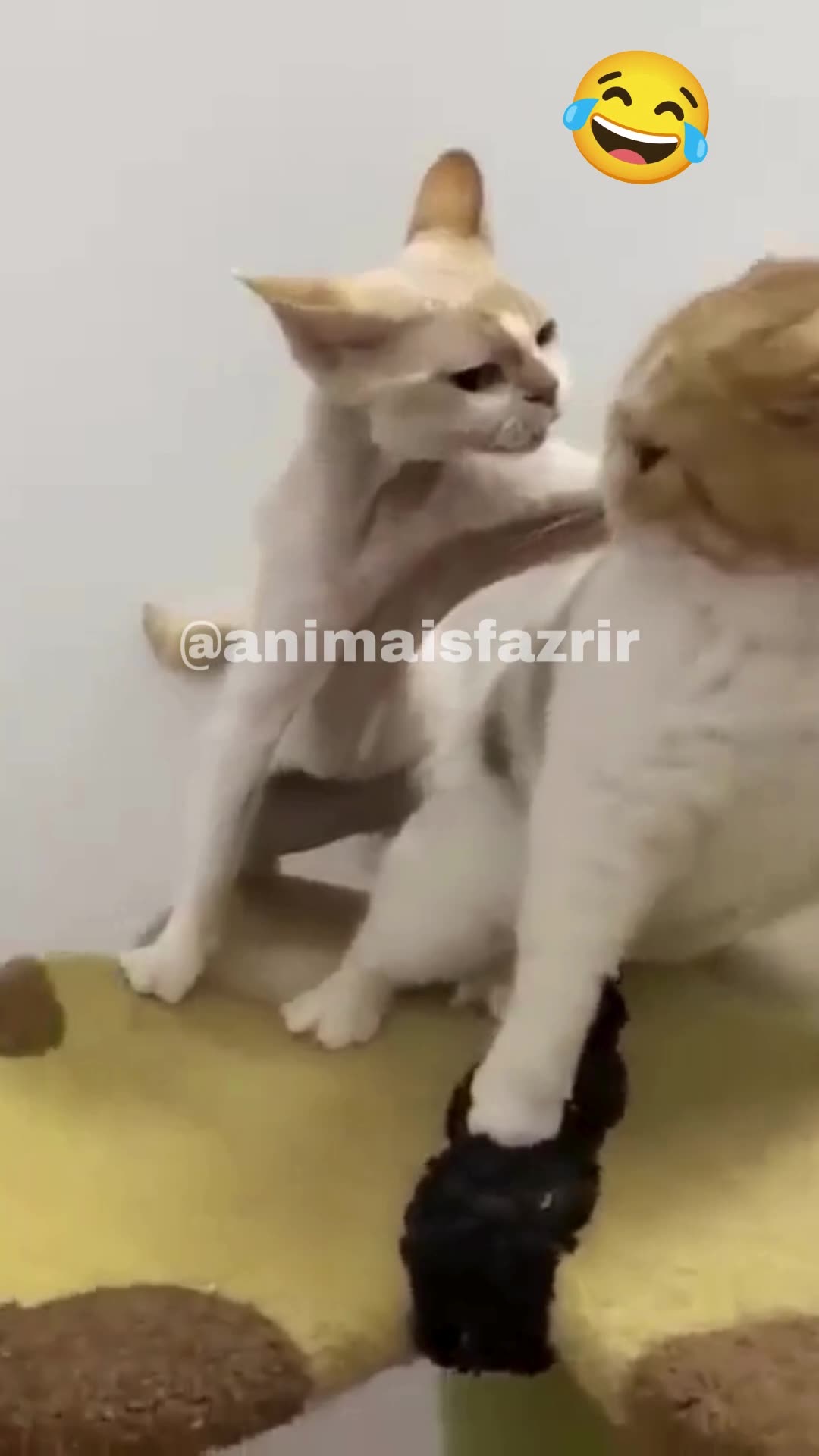 animais engraçados e fofos, funny animals 2023