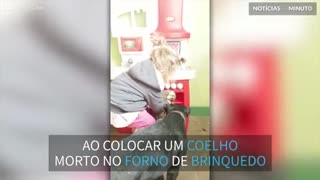 Criança põe coelho morto em forno de brinquedo