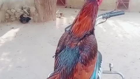 Fighter chicken