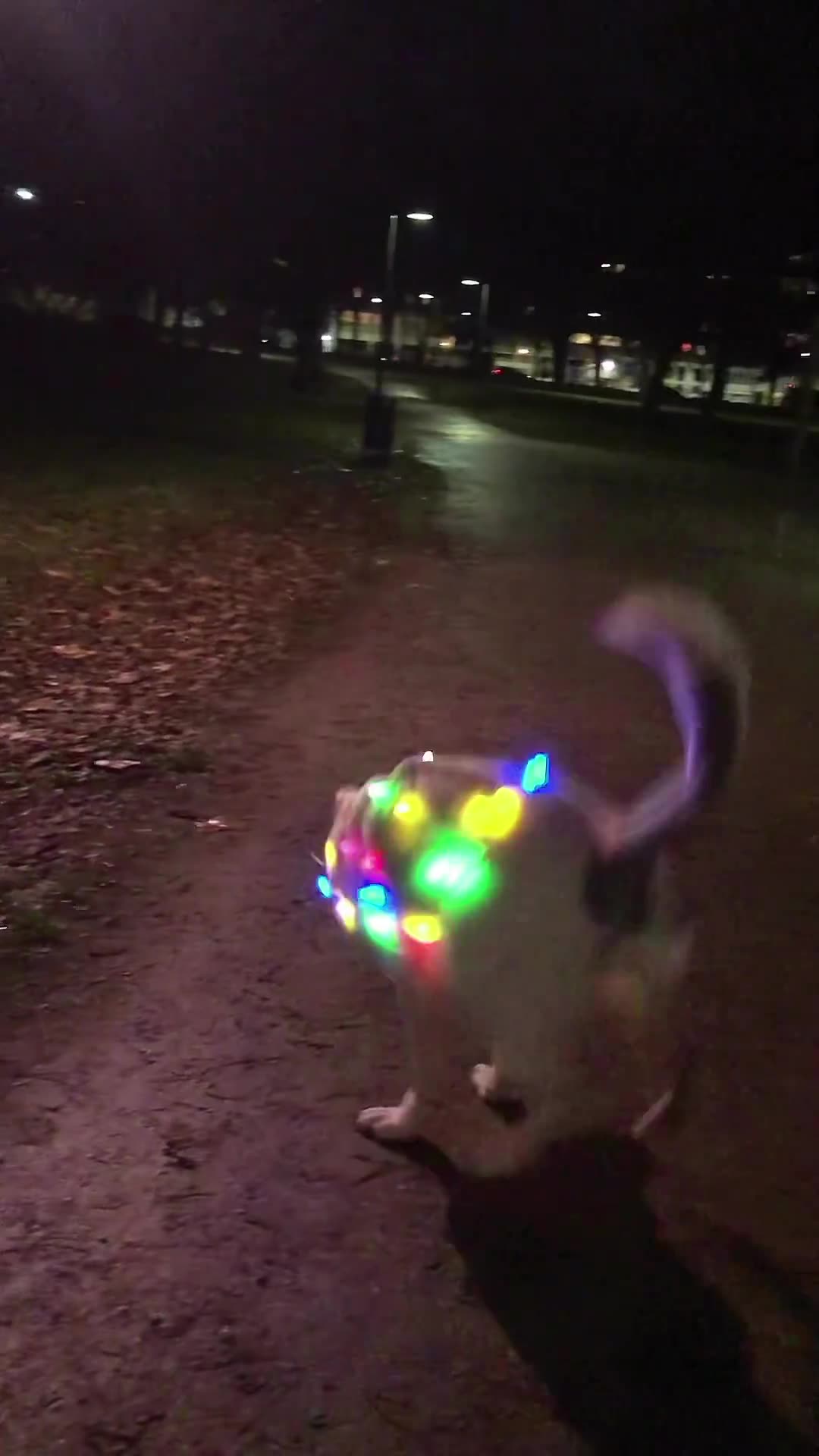 Dog funny video