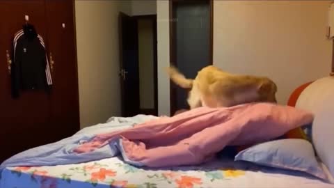 Best Funny Animals Video 2022 - Newest Cats😹 and Dogs🐶 Videos of the Week! #56
