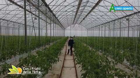 Una serra idroponica per la coltivazione di ortaggi fuori suolo DOCUMENTARIO questa cosa si può fare solo con gli ortaggi ovviamente non con il grano,frumento e mais,solo con piante non troppo alte o robuste