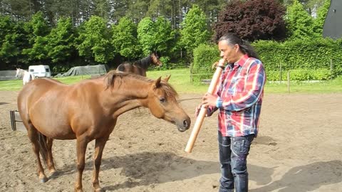 Man Captivates Horses With Native Flute