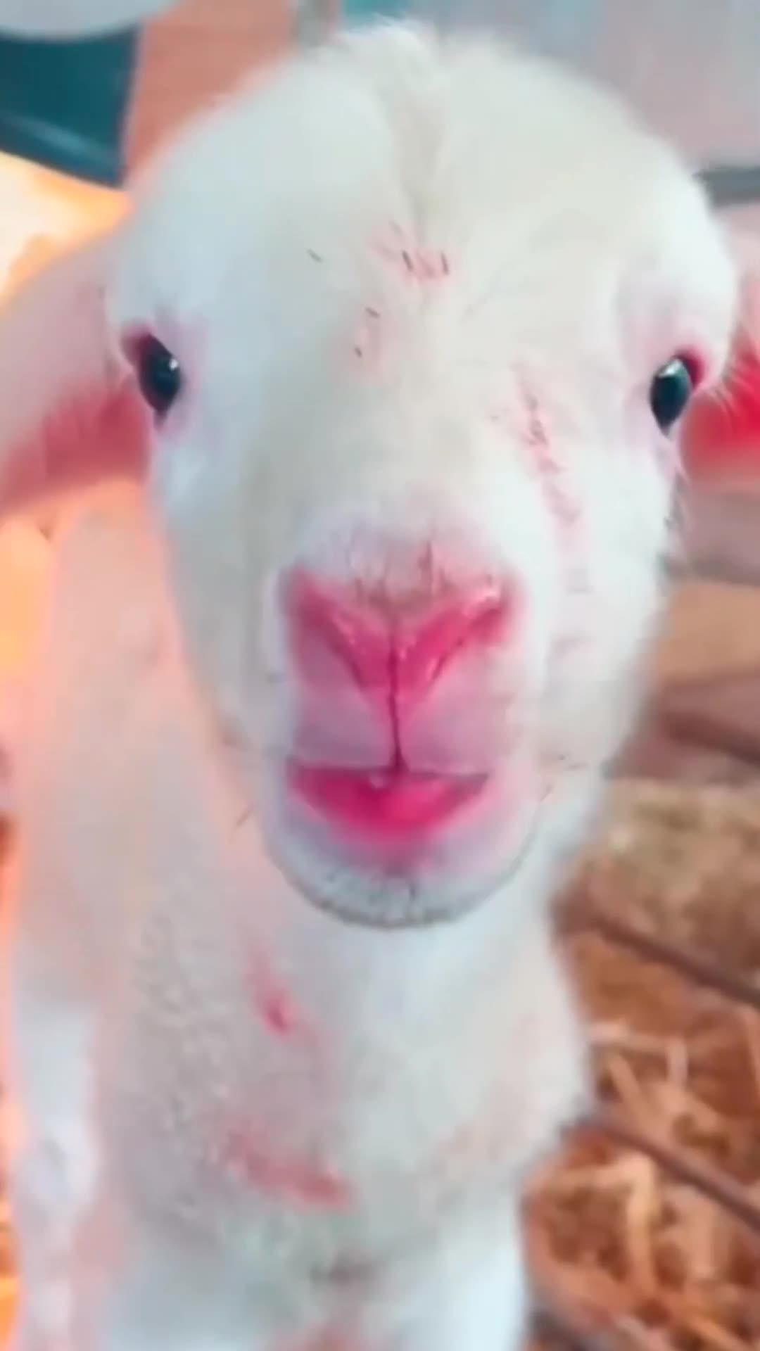 Funny goat sound
