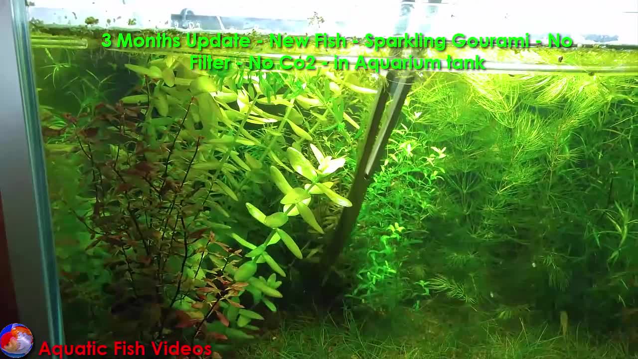 3 Months Update- New Fish - Sparkling Gourami - No Filter - No Co2 - in Aquarium Tank