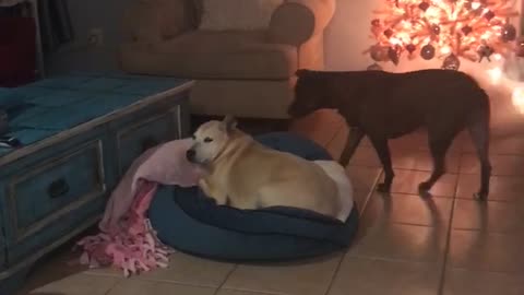 Needy Dog Barks At Canine Sister For Attention